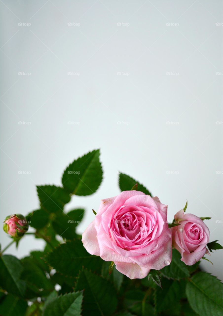pink roses flowers top view on a white background, minimalistic lifestyle