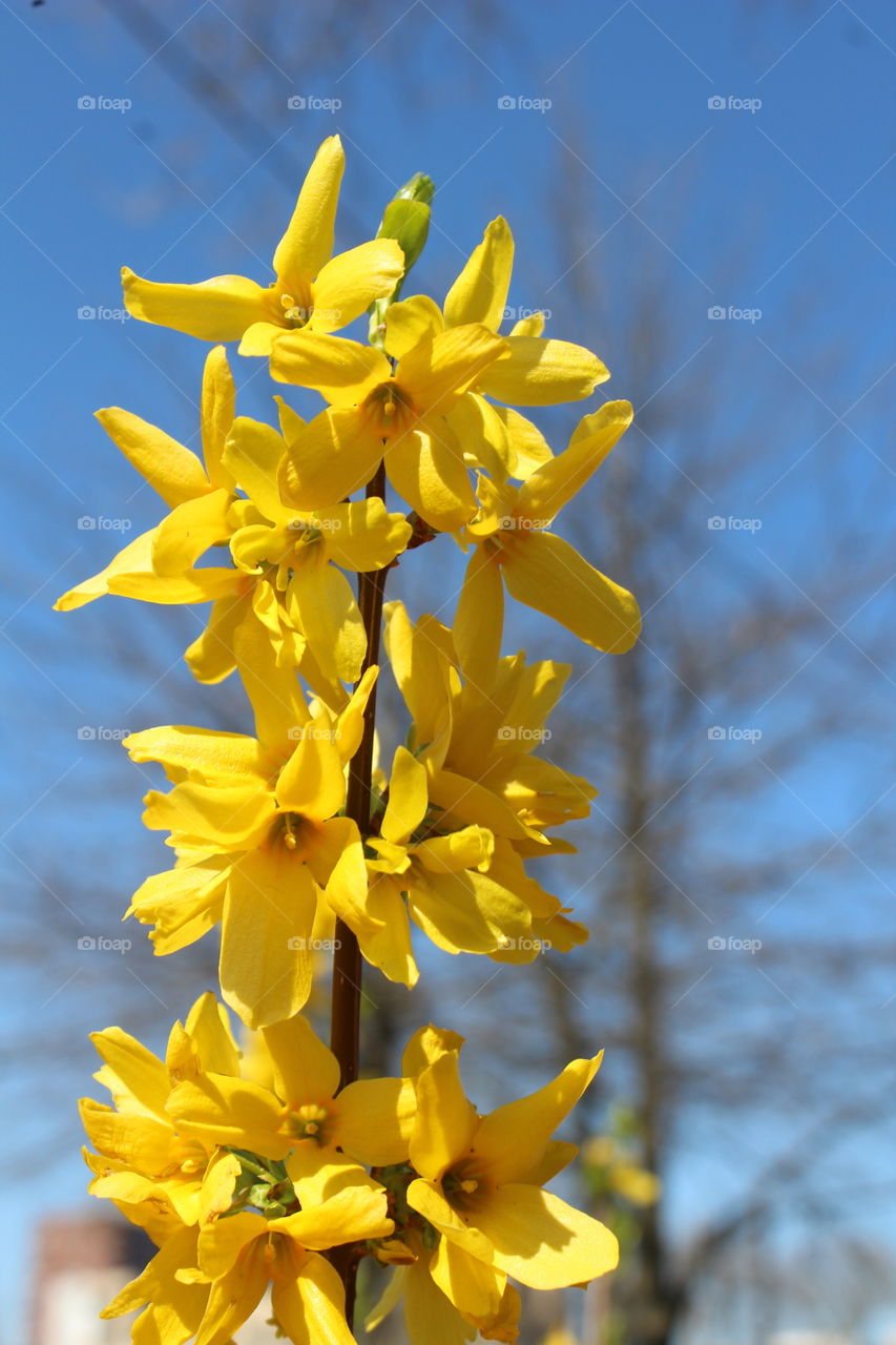 Forsythia against blue sky 