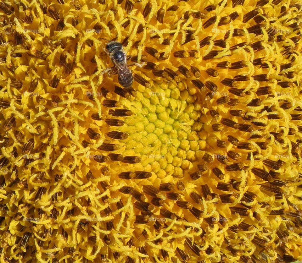 Dwarf Teddy Bear Sunflower.