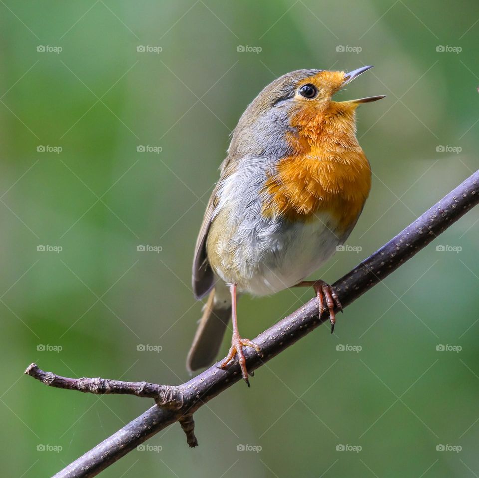 Robin singing on a tree branch