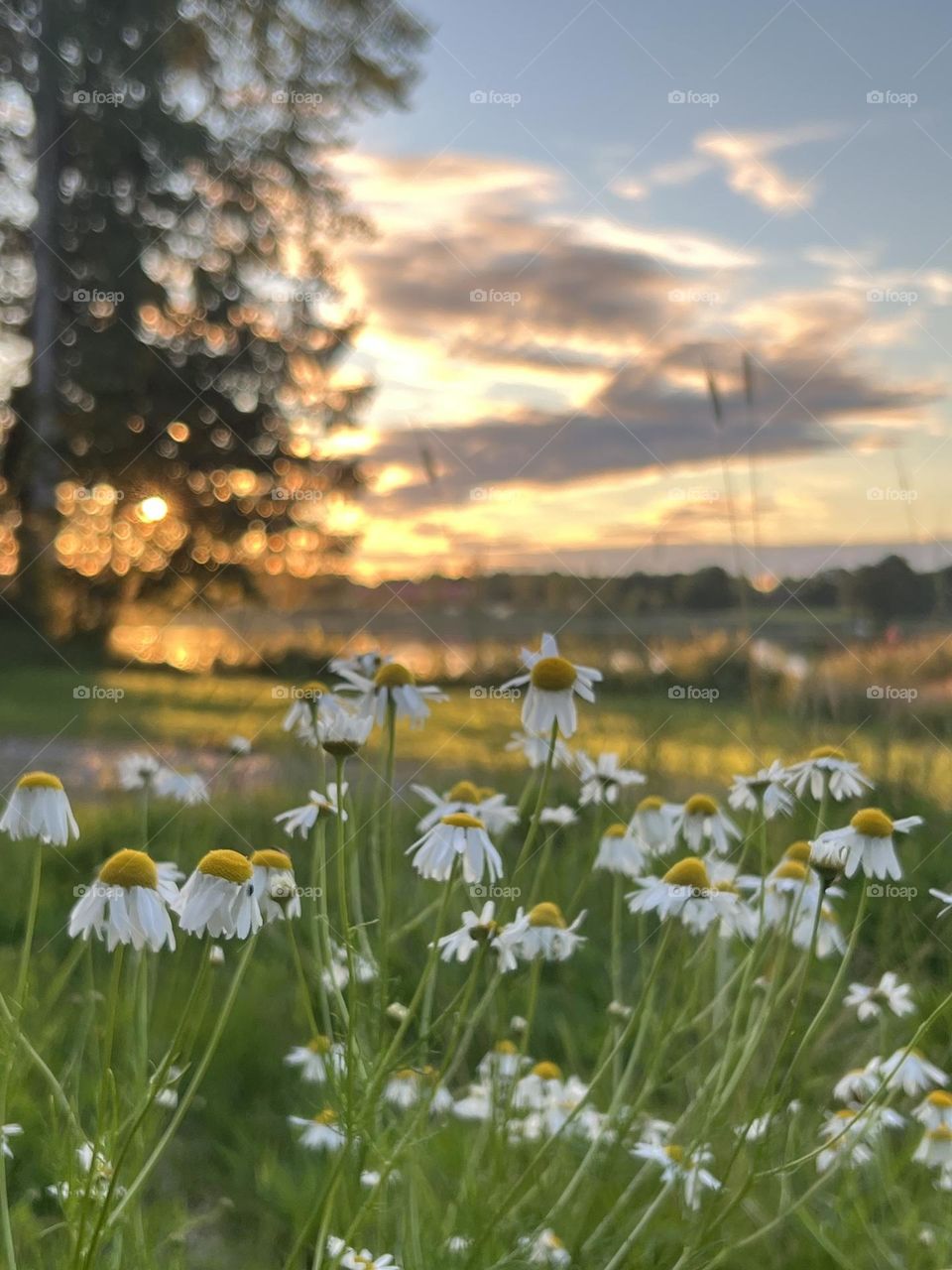 Afternoon summer daisies