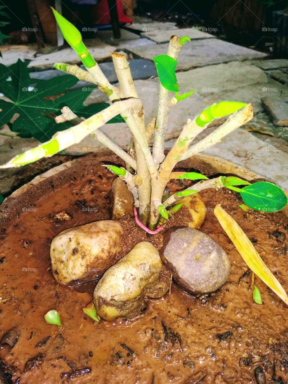 making a Banyan bonsai