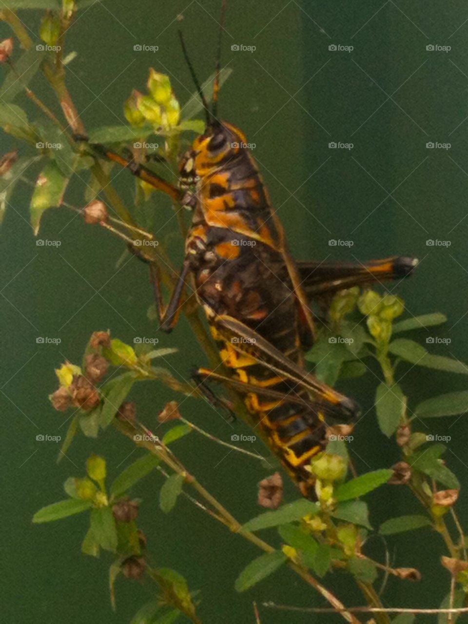 Grasshopper . Gig one