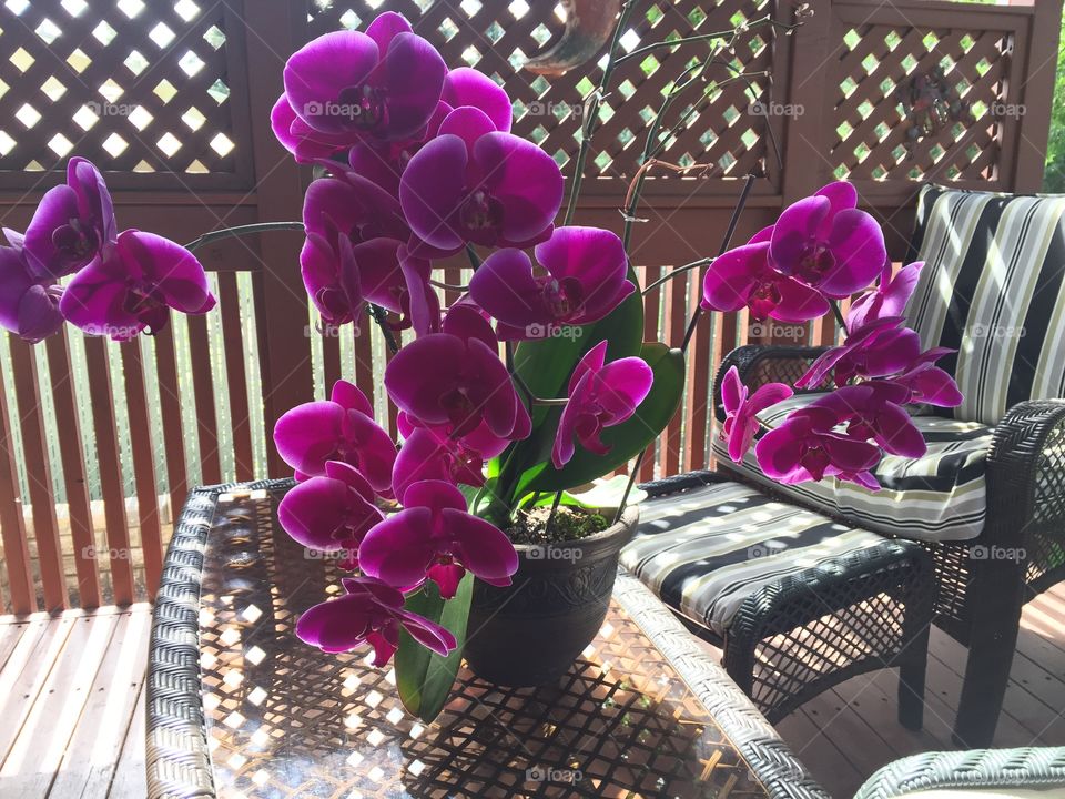 Deck life is complete with my orchid Brandine. 