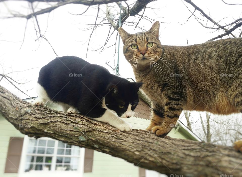 Two cats a brown tabby and a black and white on a branch up a tree in the yard with the house