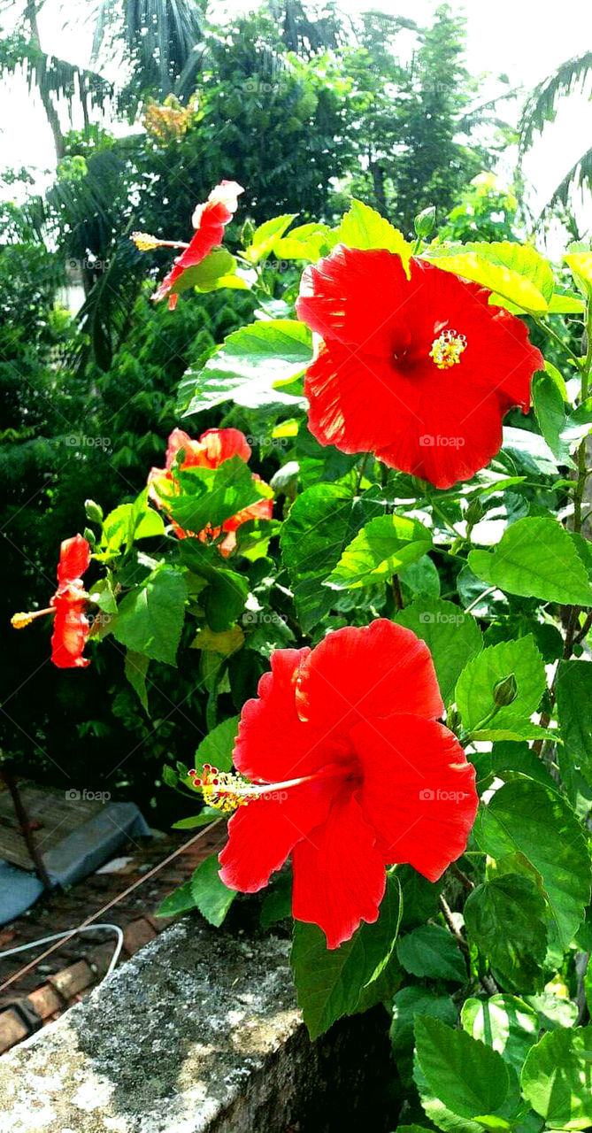 Live Red Hibiscus Flower.