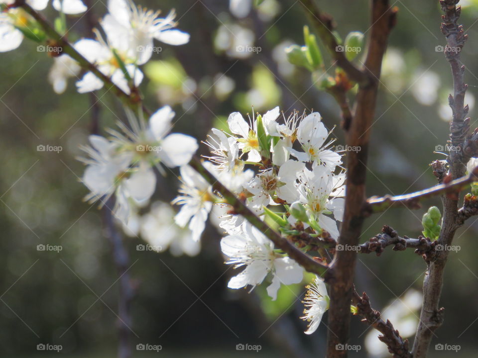 Fruit tree in bloom