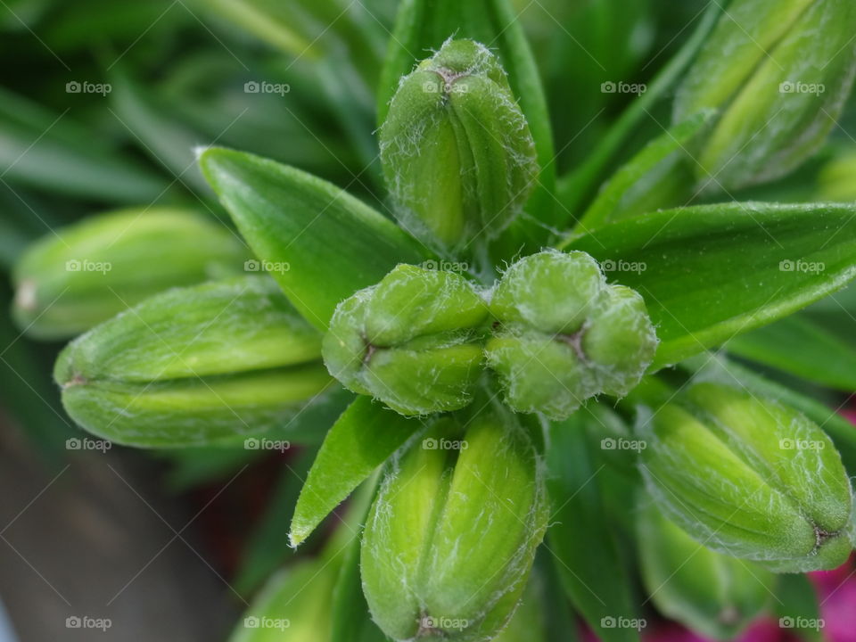 New Life Lilies. Lilies just about to bloom