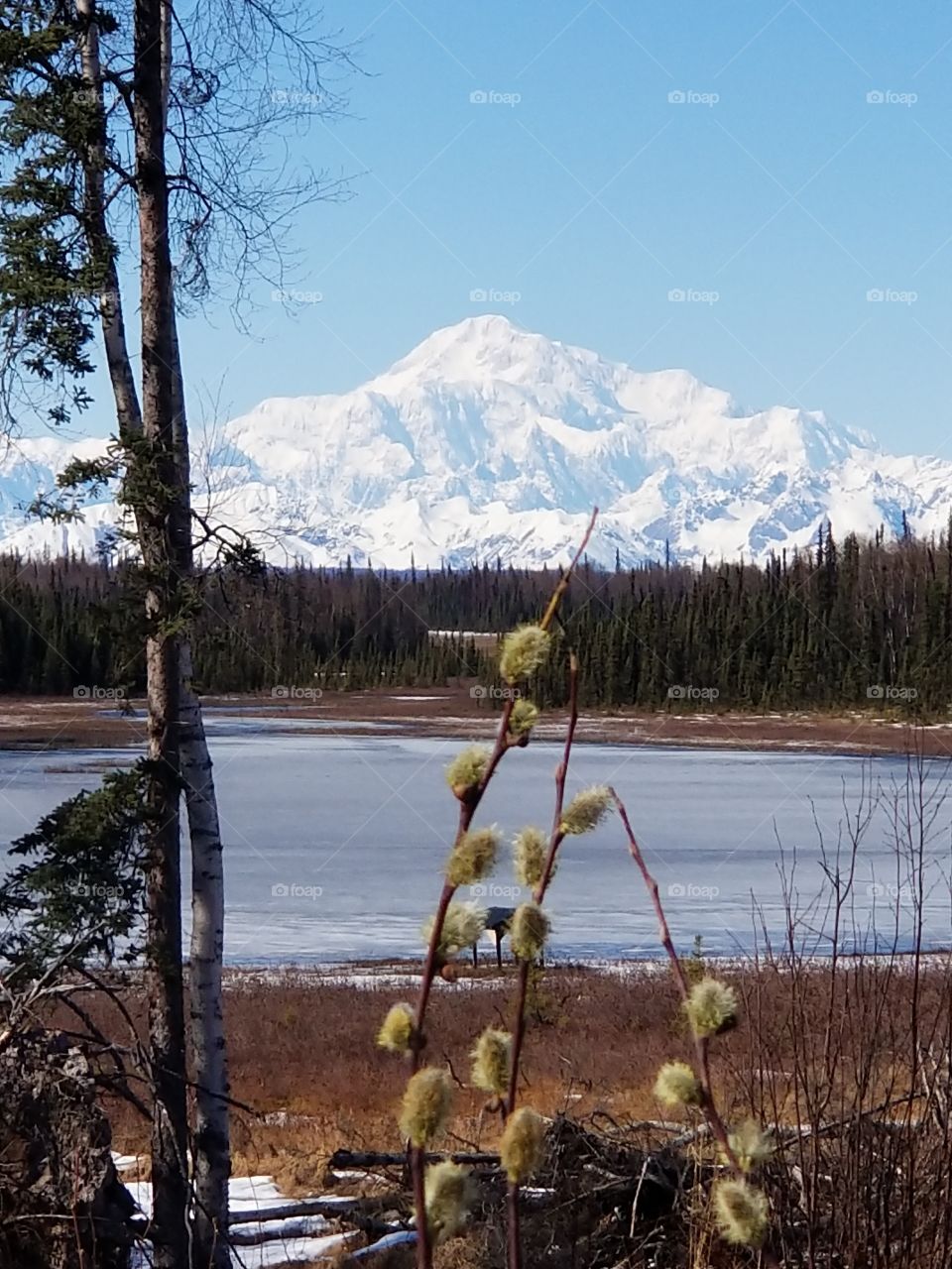 Cat tails in front of Denali