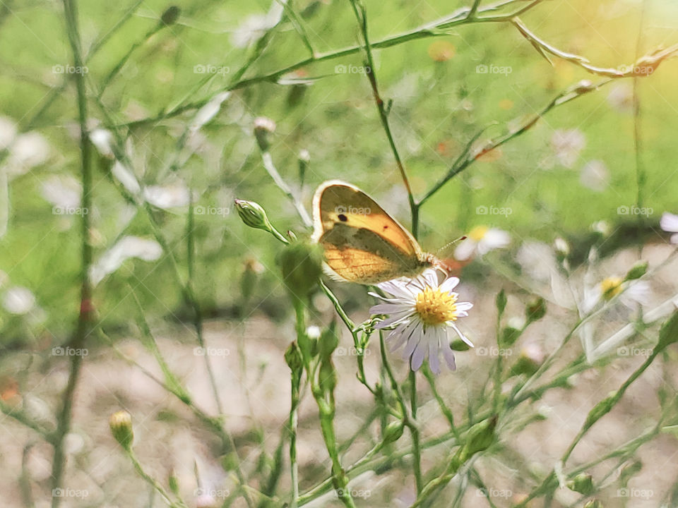 A picturesque view of the dainty sulfur butterfly feeding on wildflowers. This is the smallest sulfur butterfly in North America. Scientific name Nathalis iole and also known as the dwarf yellow.
