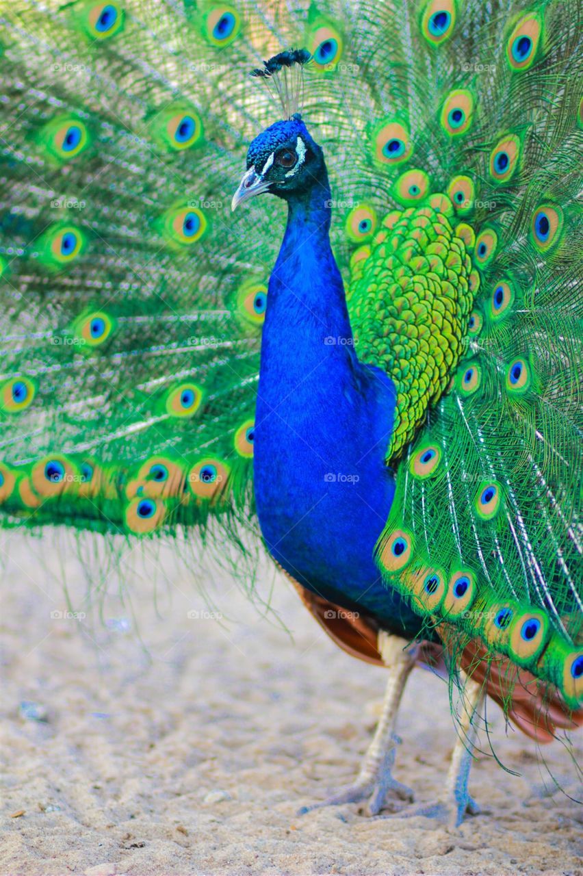 Peacock 