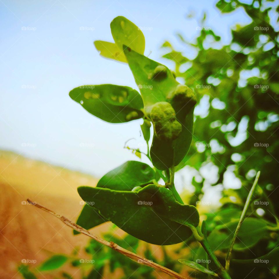 nature pictures  click by @divy.gahelot