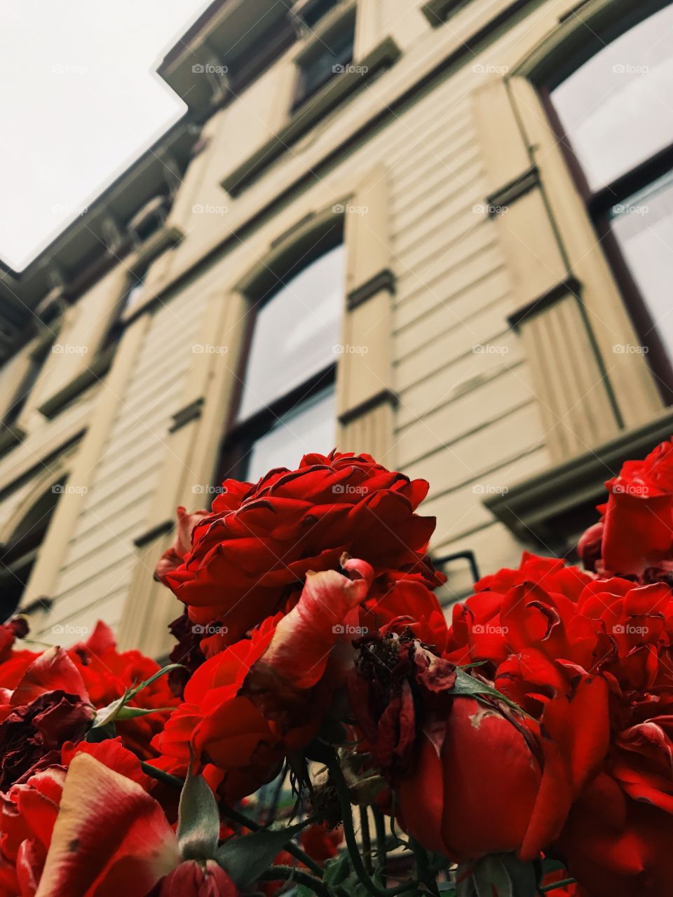 Meeker Mansion Roses 🌹 