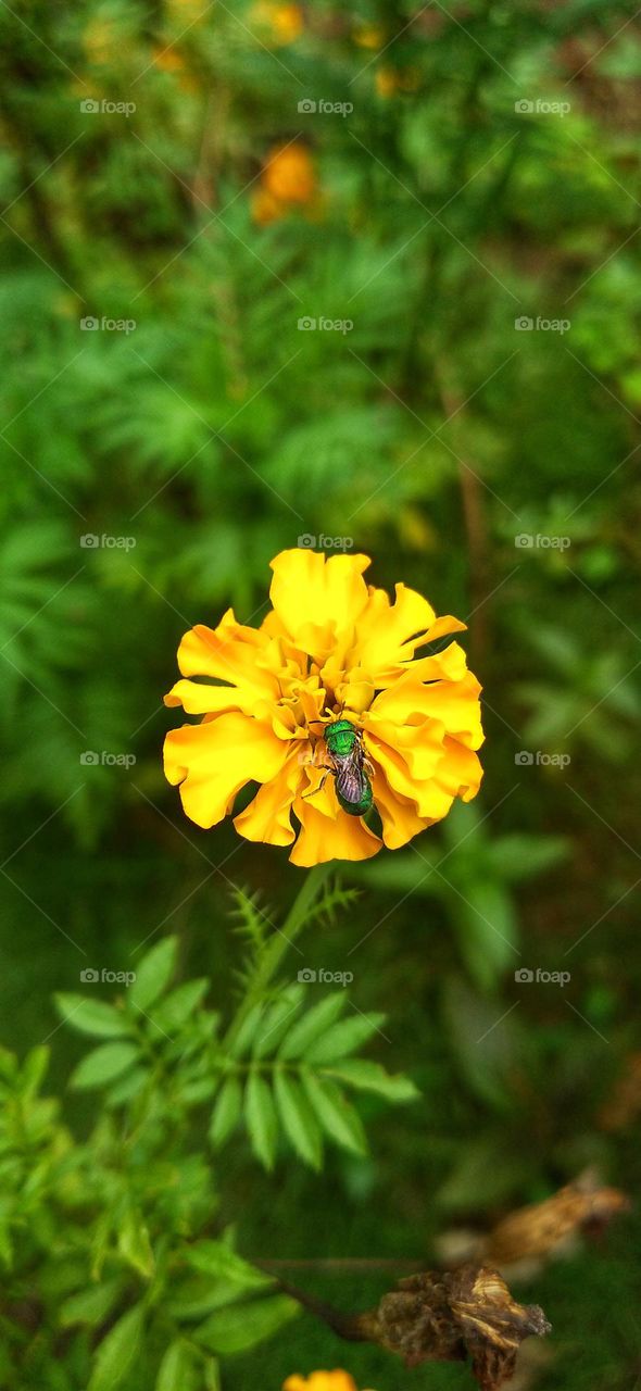 a small insect perched on a yellow flower that was in bloom