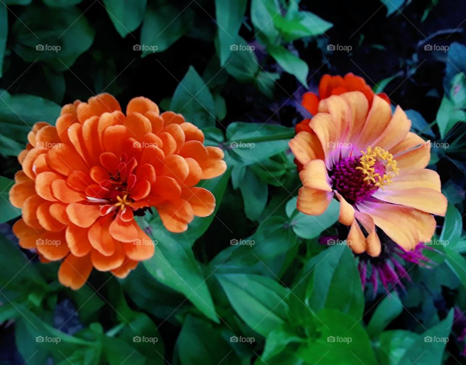 Two zinnias