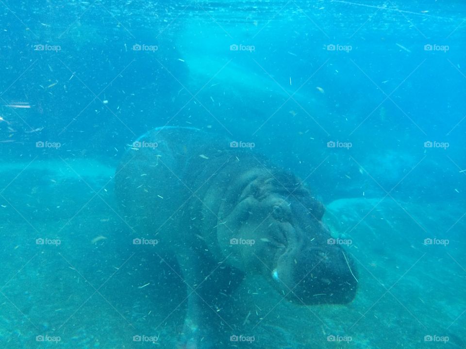 Hippo. Hippo