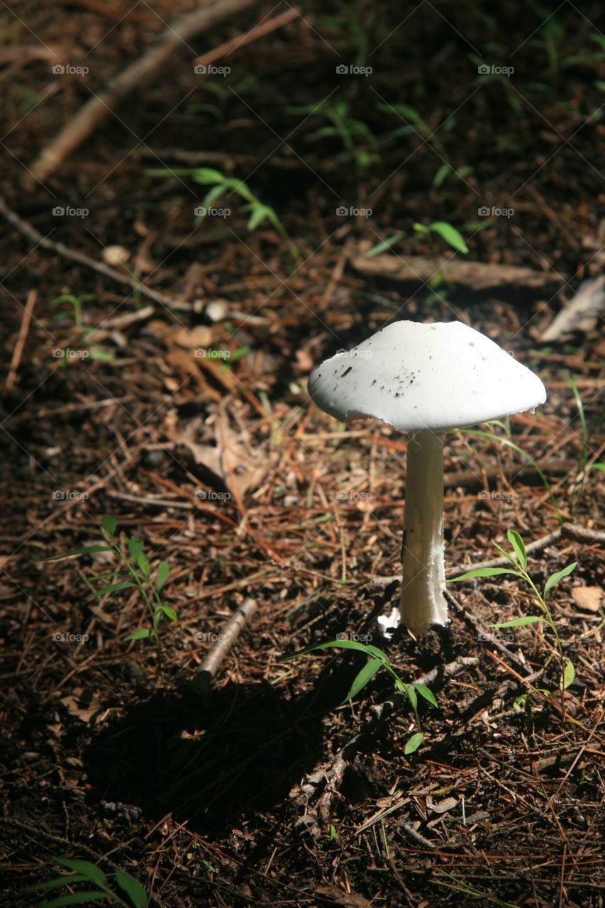 Forest mushroom 
