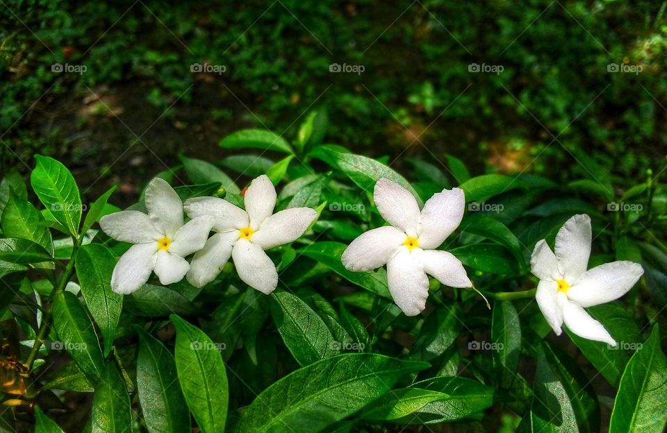 chamely is a favourite flower in Bangladesh