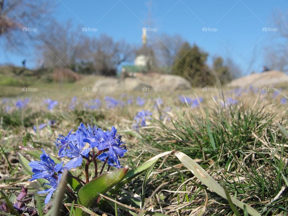 Scilla on the background of the church