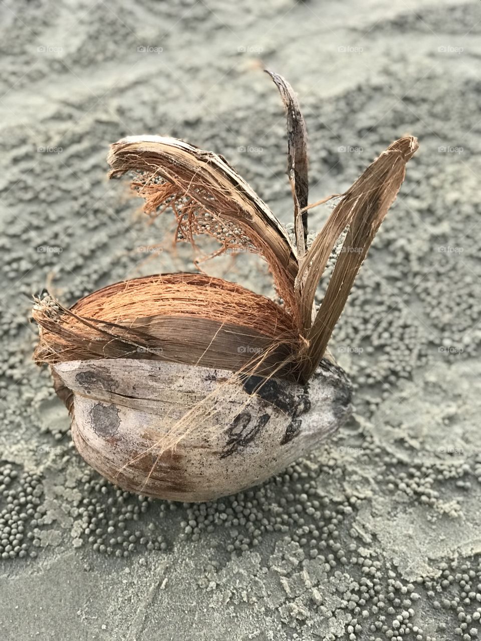 A fallen coconut on an isolated beach ..