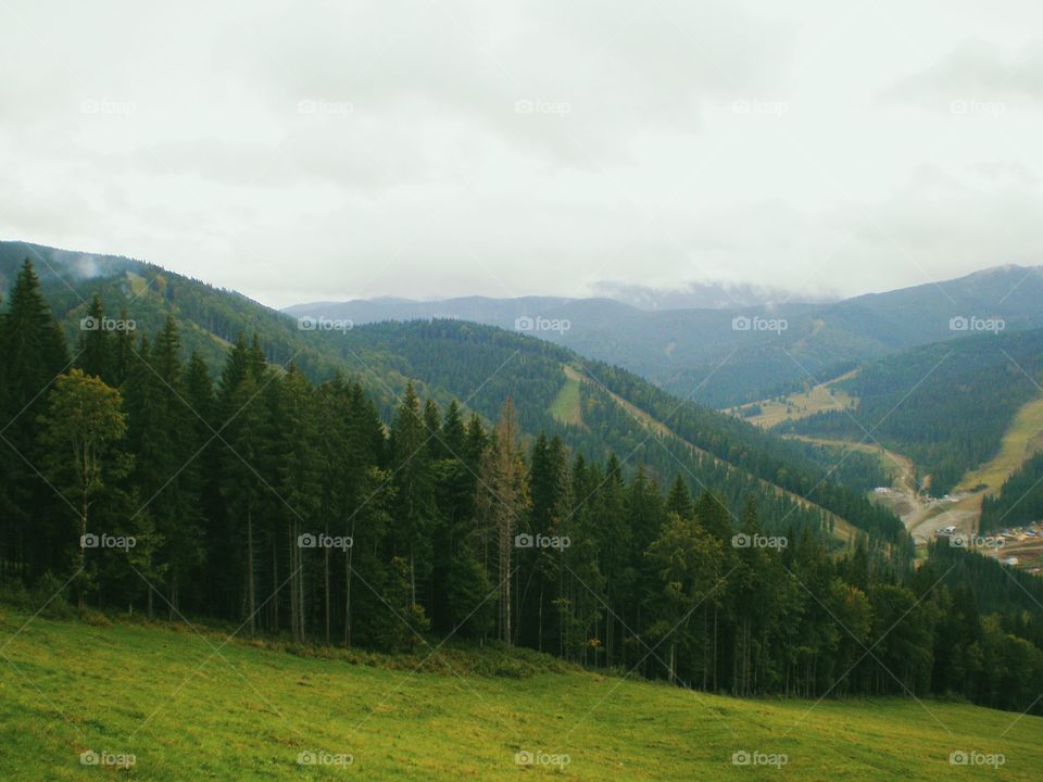 forest in the mountains