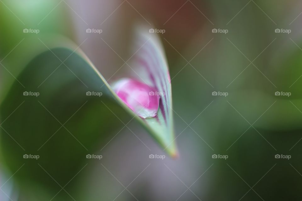 Dew drop on green leaf