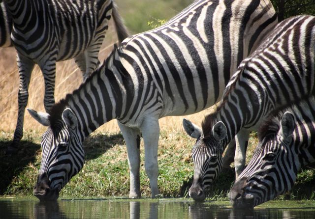 Zebras at the waterhole on a hot day.