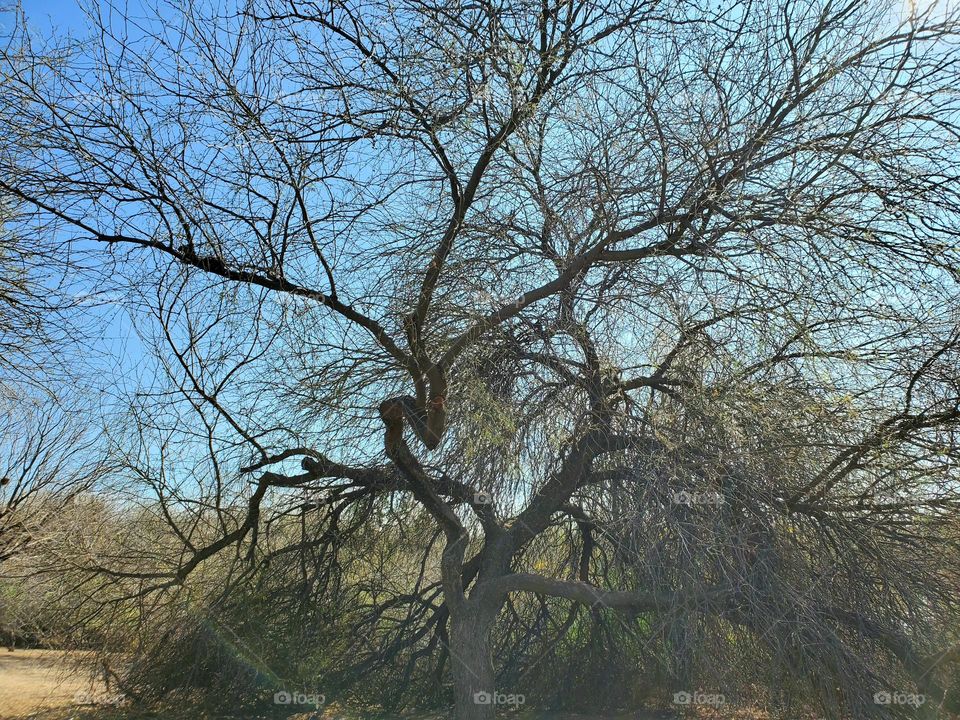 Tree of a Thousand Branches