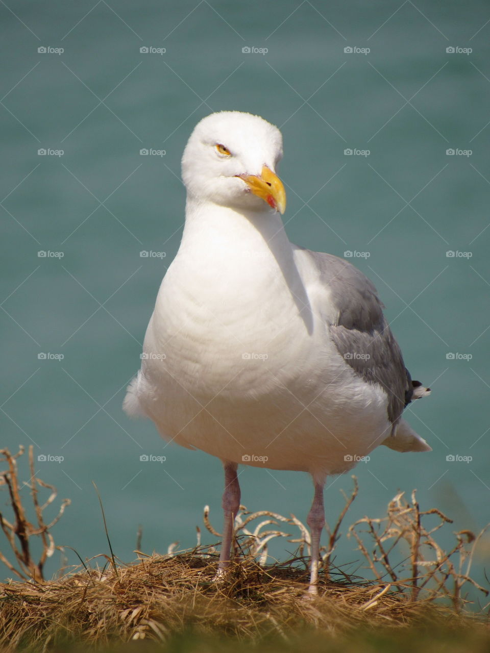 seagull