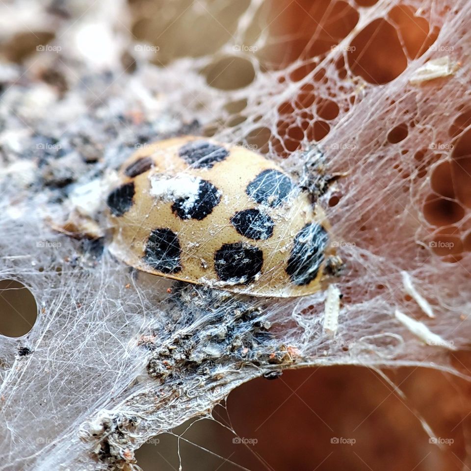 Asian Ladybug