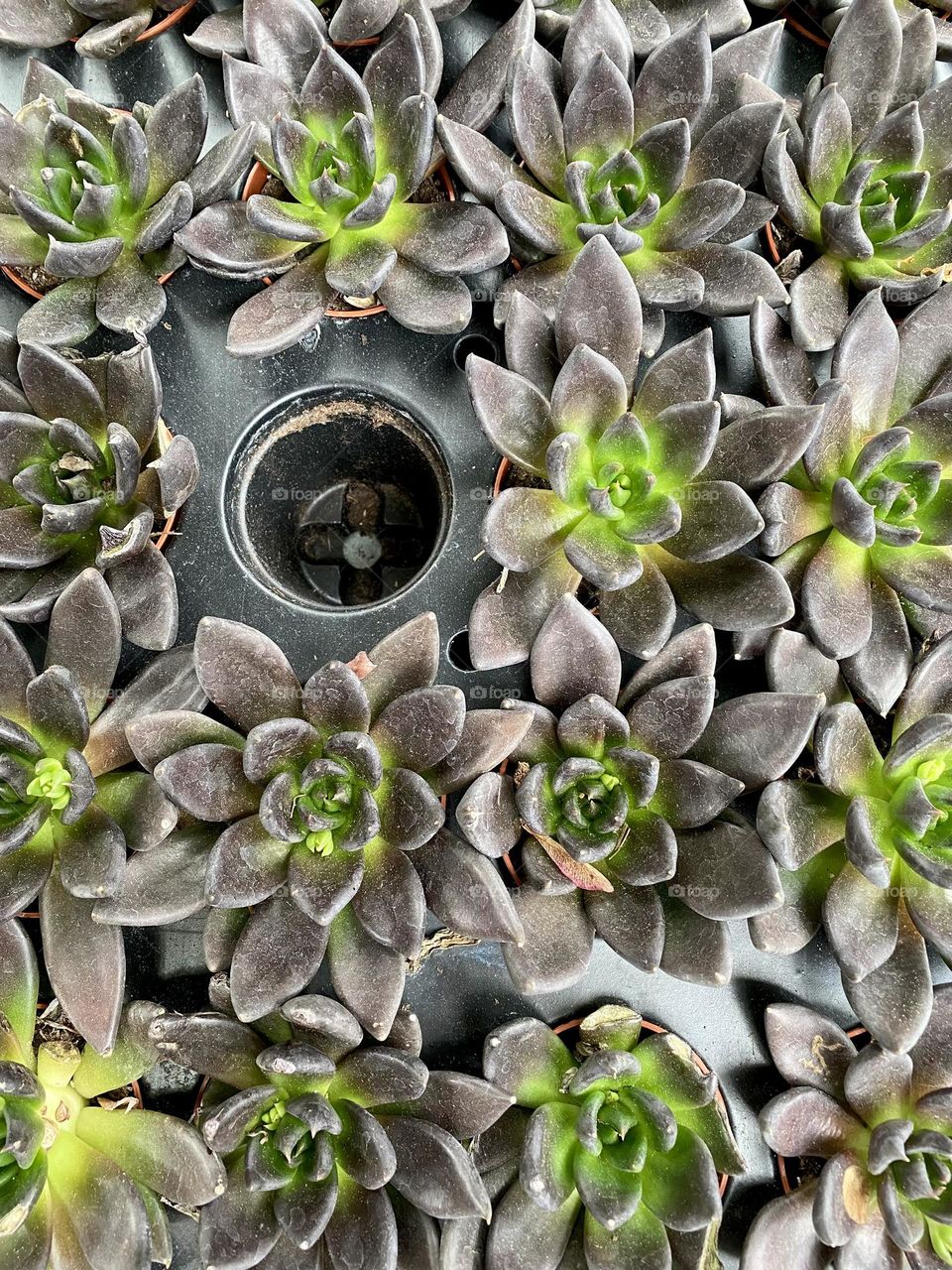 Black prince succulents plants 