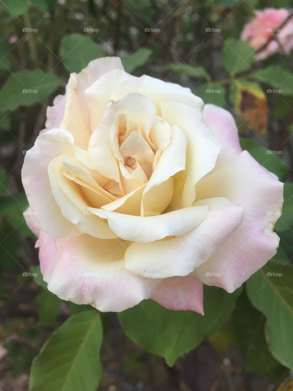 🌹 🇺🇸 Very beautiful flowers to brighten our day.  Live nature and its beauty. Did you like the delicate petals? / 🇧🇷 Flores muito bonitas para alegrar nosso dia. Viva a natureza e sua beleza. Gostaram das pétalas delicadas? 