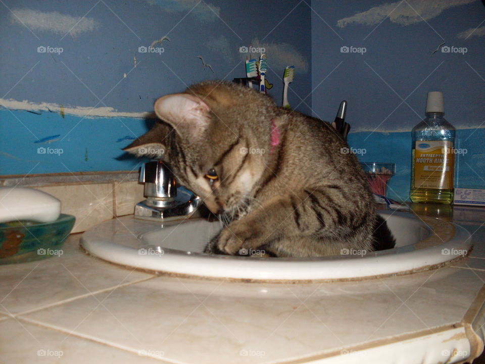 Striped Silver Tabby Kitten Playing in the Bathroom Sink