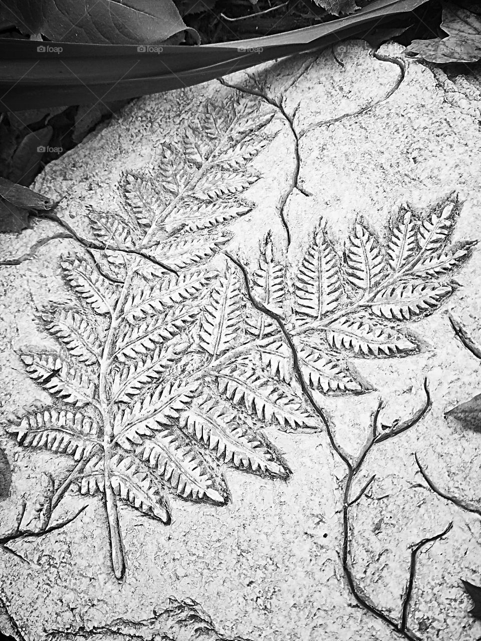 Stone Fern