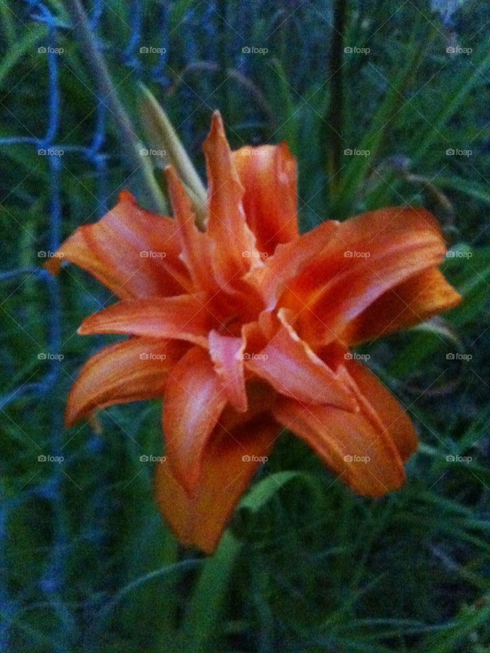 Fire Lilly 