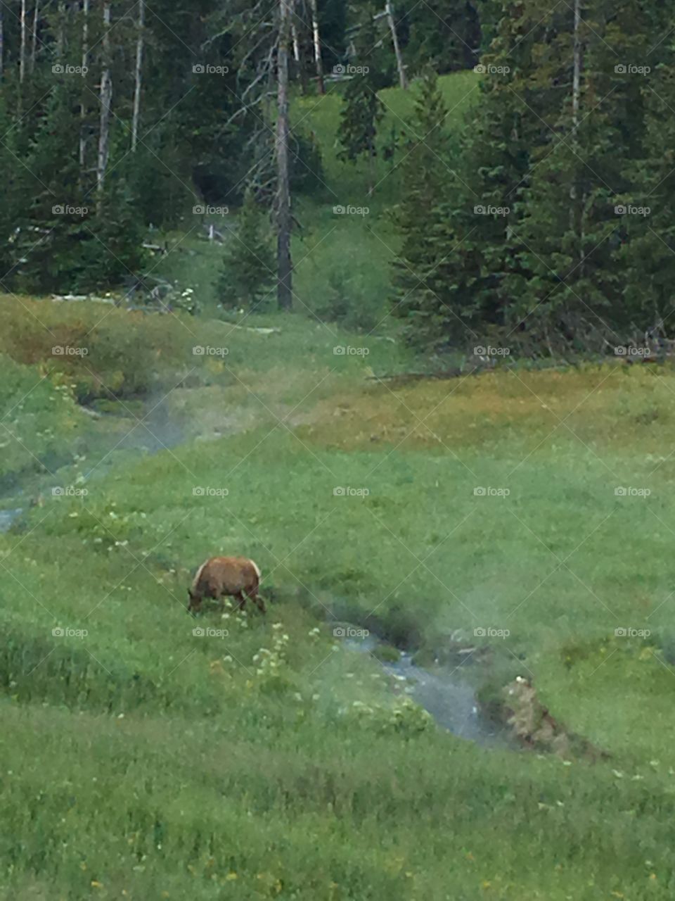 Elk grazing by hot spring-fed stream in Yellowstone National Park