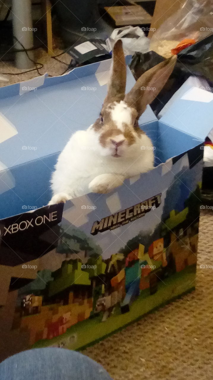 Rabbit sitting on box