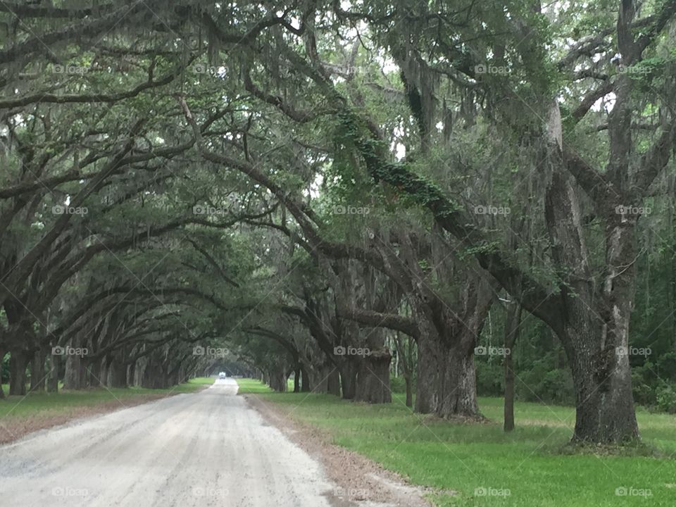 Beautiful long road in Savannah Georgia 