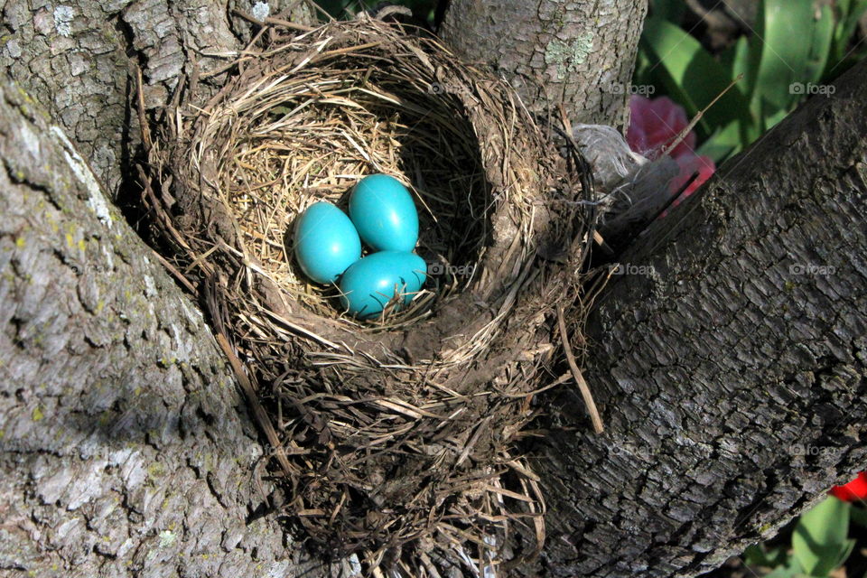This is a picture of a Robin’s nest in a tree trunk with three little blue eggs.