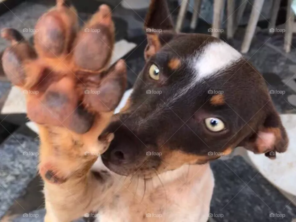 Dog