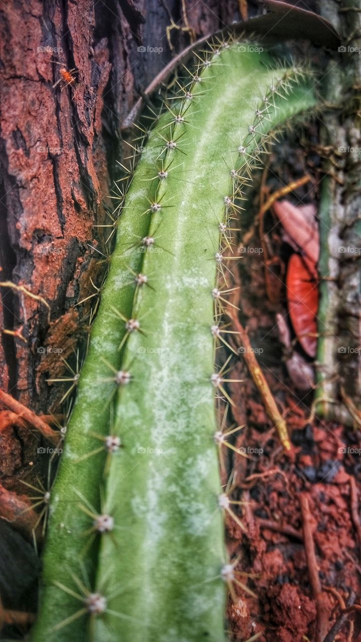 cactus