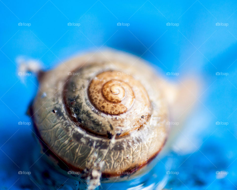 Dew What You Dew Snail Dude!