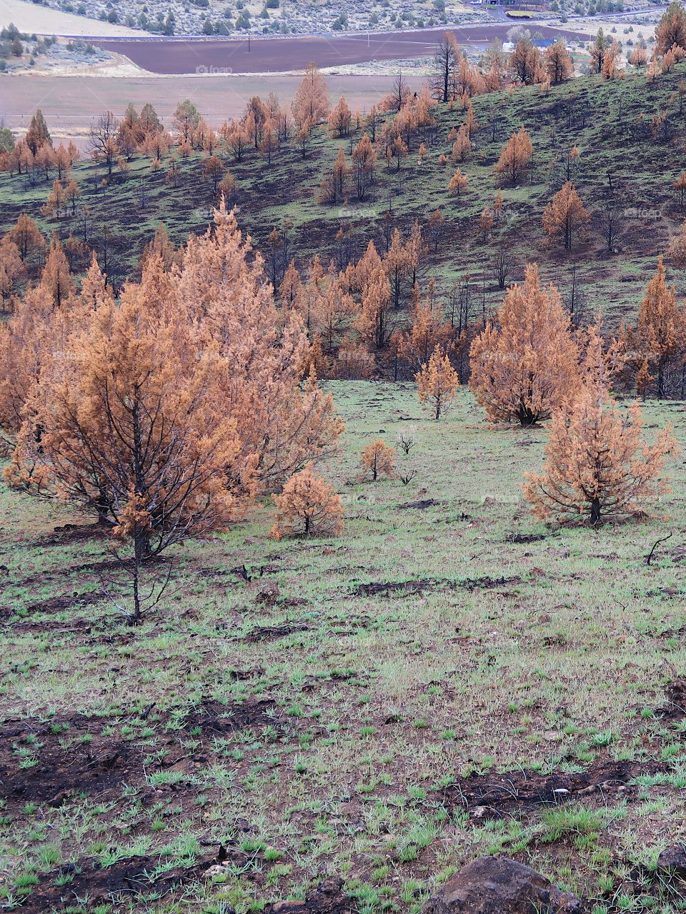 Juniper trees with brown needles and black trunks from a fire a year ago contrast with the bright green grass of spring on the hills above farmland in Central Oregon. 