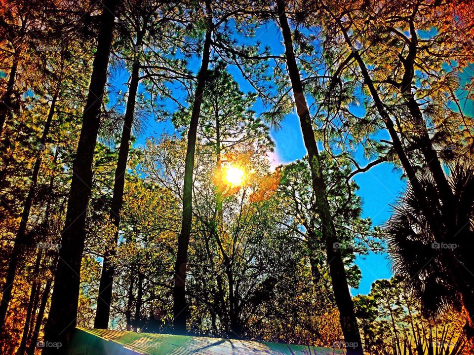 Sun glow through trees