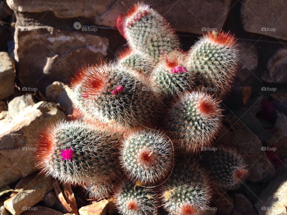 Cacti cluster