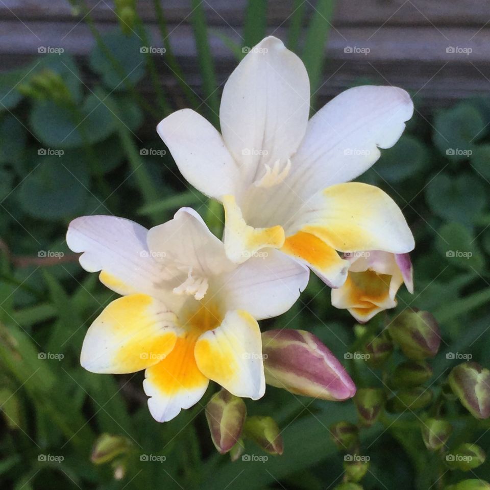 Wild freesias 