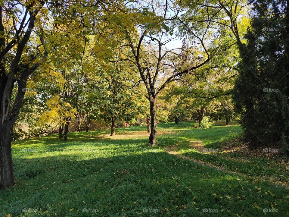 Tree, Leaf, Fall, Landscape, No Person
