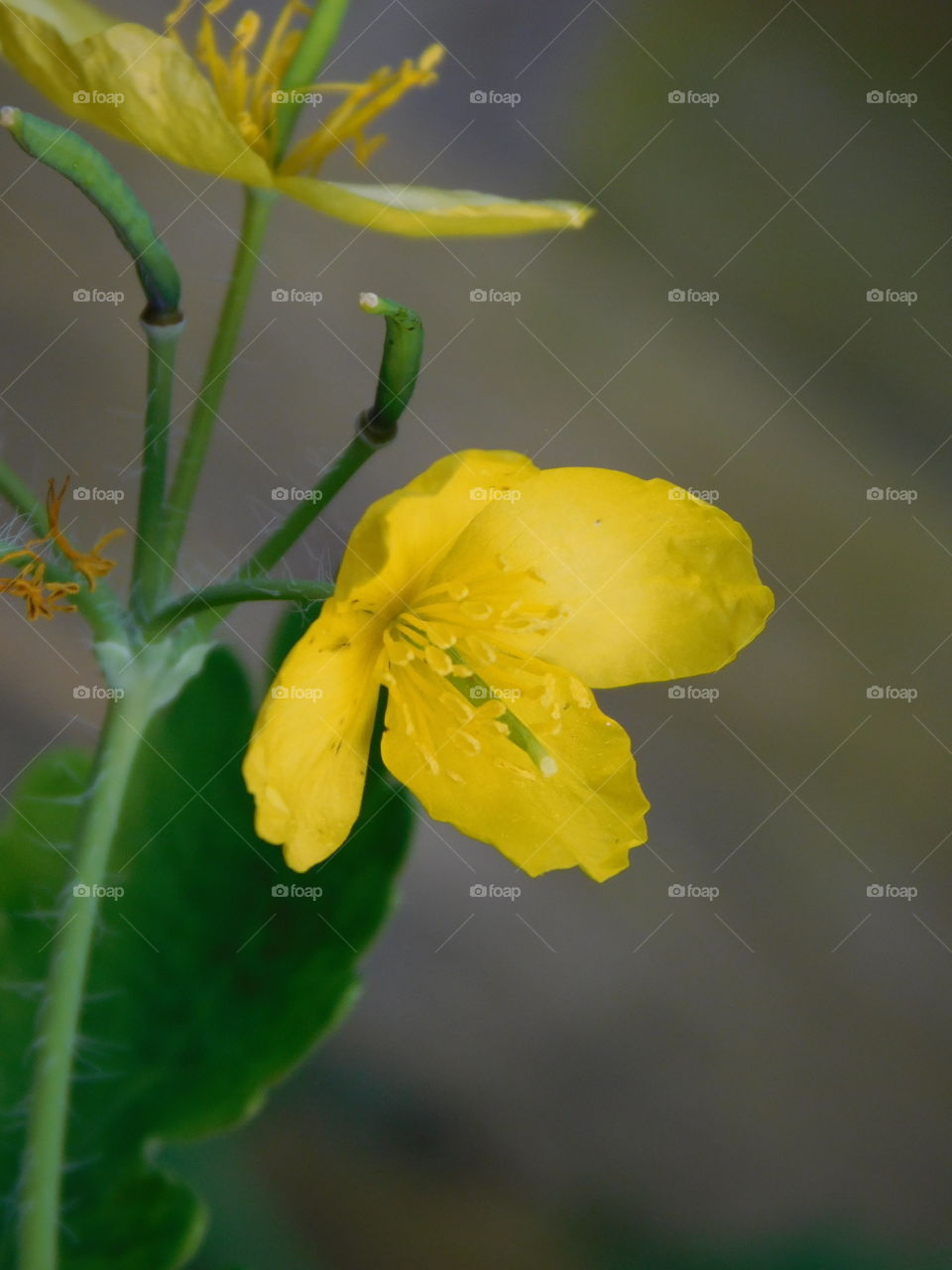 Fleur jaune 