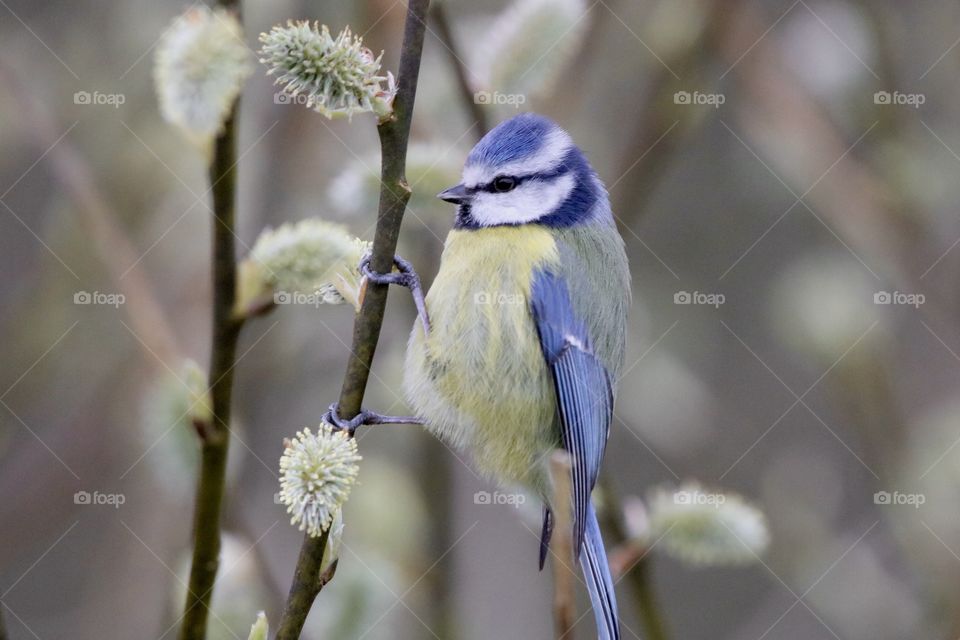 Blue Tit