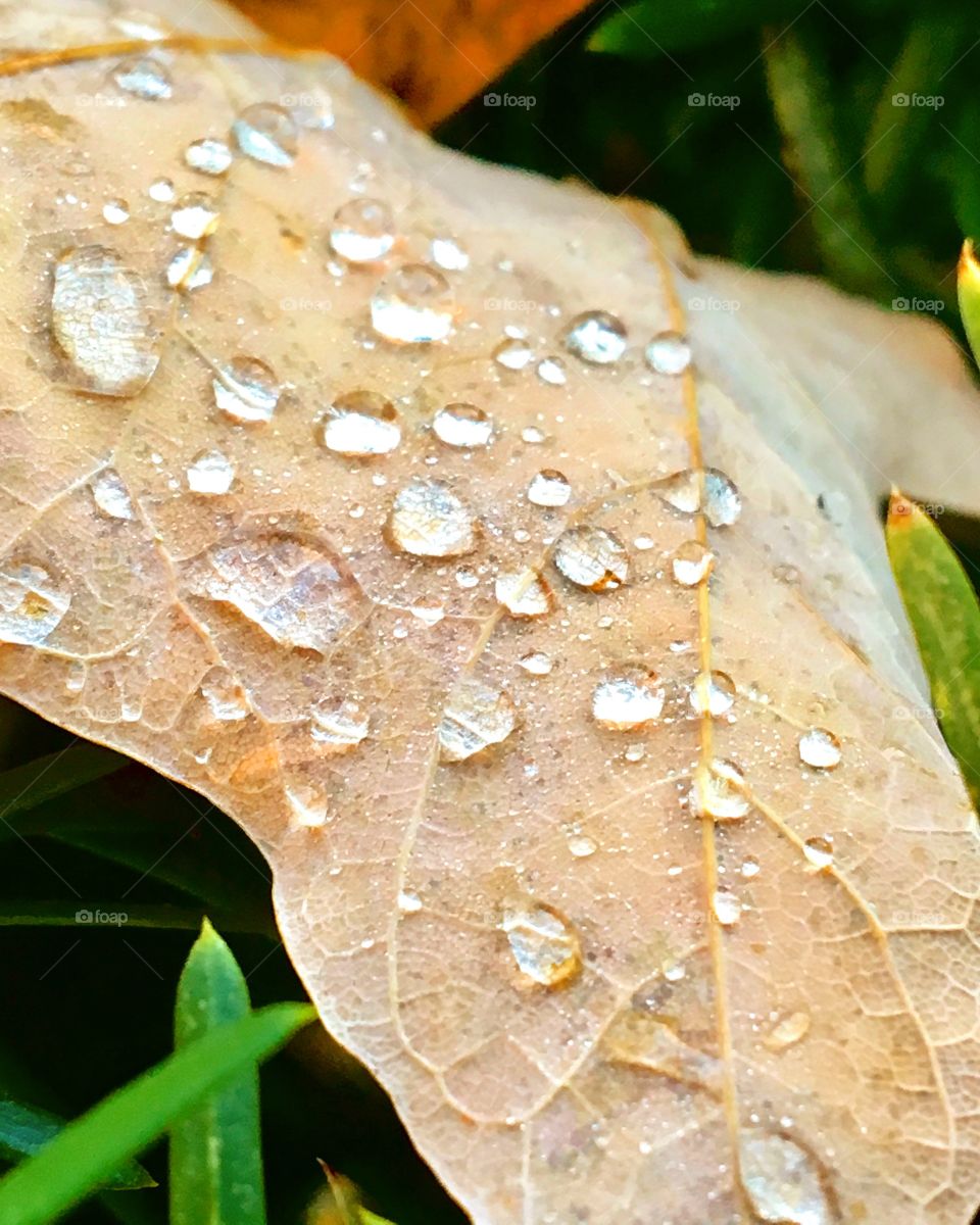 Water droplets on a fallen leaf 